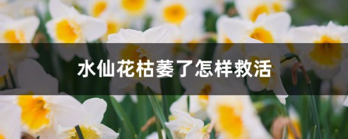 水仙花枯萎了怎样救活