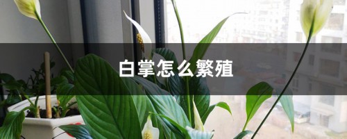 白掌怎么繁殖