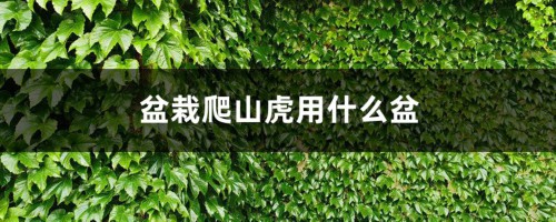 盆栽爬山虎用什么盆，放在盆里会爬么