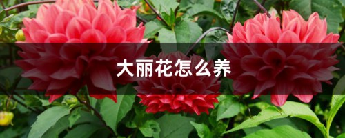 大丽花怎么养