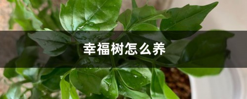 幸福树怎么养