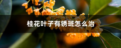 桂花叶子有锈斑怎么治，干枯怎么急救