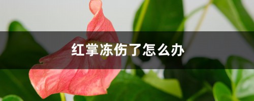 红掌冻伤了怎么办