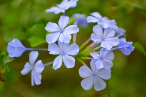 蓝花丹什么时候开花