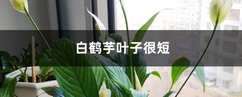 白鹤芋叶子很短怎么办