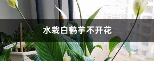 水栽白鹤芋不开花怎么办