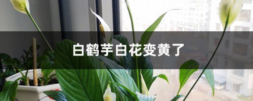 白鹤芋白花变黄了的原因