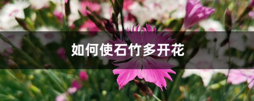 如何使石竹多开花