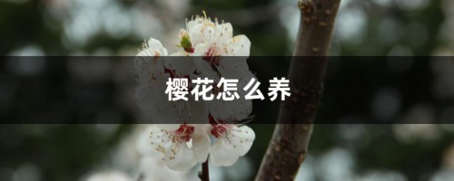 樱花怎么养