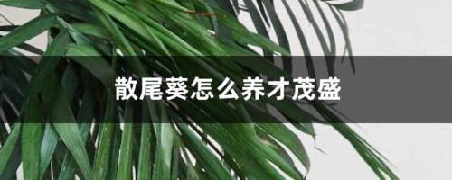 散尾葵怎么养才茂盛，散尾葵图片