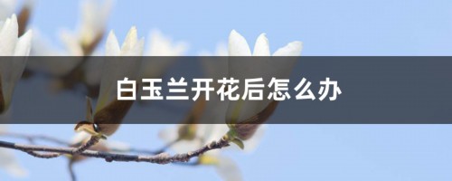 白玉兰开花后怎么办