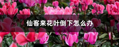 仙客来花叶倒下怎么办