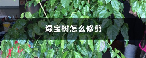 绿宝树怎么修剪