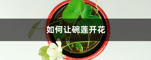 如何让碗莲开花