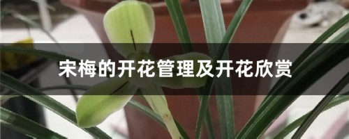 宋梅的开花管理及开花欣赏