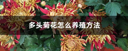 多头菊花怎么养殖（养殖方法详解）