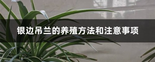 银边吊兰的养殖方法和注意事项