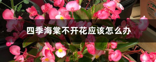 四季海棠不开花应该怎么办