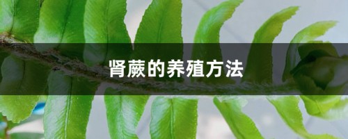 肾蕨的养殖方法