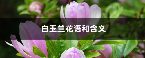 白玉兰花语和含义