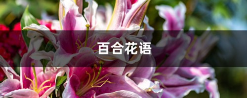 百合花语