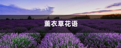 薰衣草花语