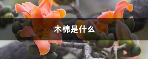 木棉是什么，木棉花图片