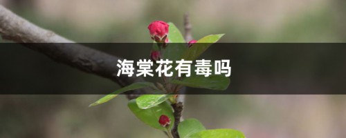 海棠花有毒吗