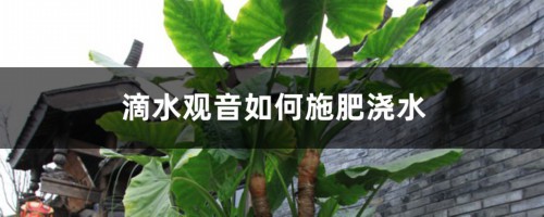 滴水观音如何施肥浇水，水肥施加过多怎么办