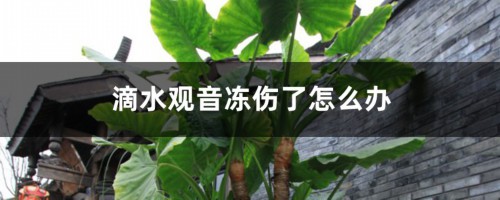 滴水观音冻伤了怎么办，冻伤后还能活吗