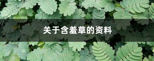 关于含羞草的资料，含羞草的功效