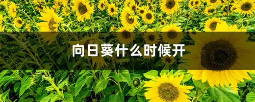 向日葵花期，向日葵什么季节