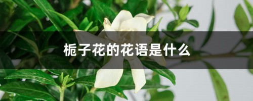 栀子花的花语是什么