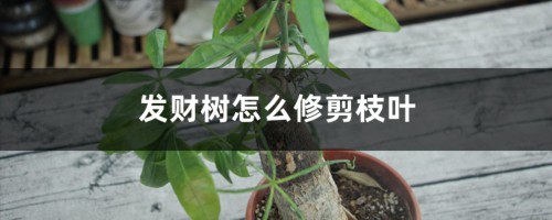 发财树怎么修剪枝叶