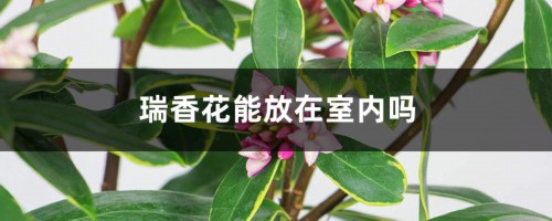 瑞香花能放在室内吗