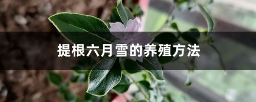 提根六月雪的养殖方法