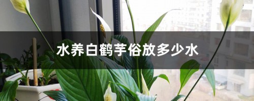 水养白鹤芋需放多少水