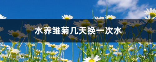 水养雏菊几天换一次水