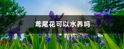 鸢尾花可以水养吗，怎么改为水培