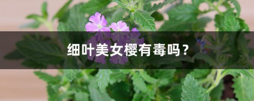 细叶美女樱有毒吗？