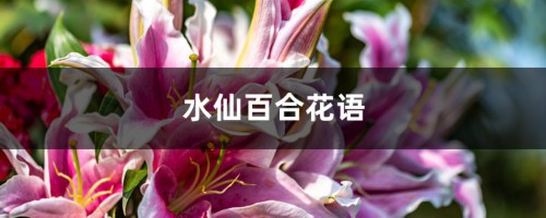 水仙百合花语