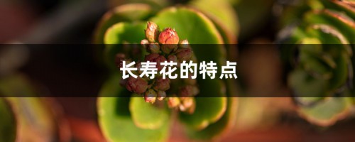 长寿花的特点