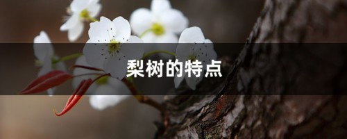 梨树的特点