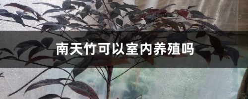 南天竹可以室内养殖吗