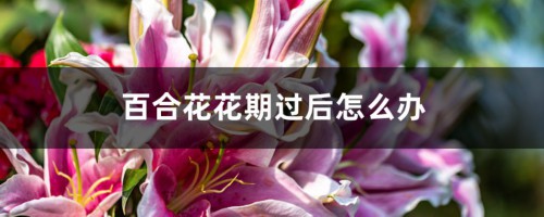 百合花花期过后怎么办