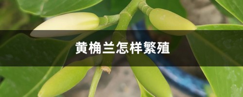 黄桷兰怎样繁殖