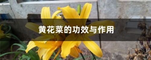 黄花菜的功效与作用