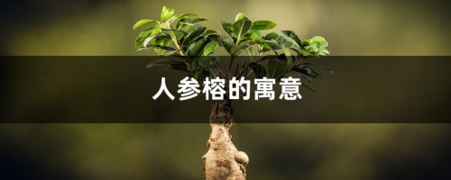 人参榕的寓意是什么