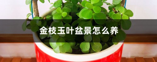 金枝玉叶盆景怎么养