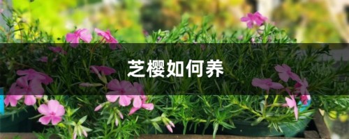 芝樱如何养